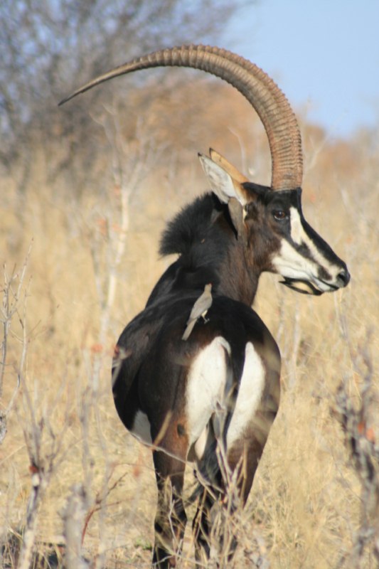 Sable South Africa